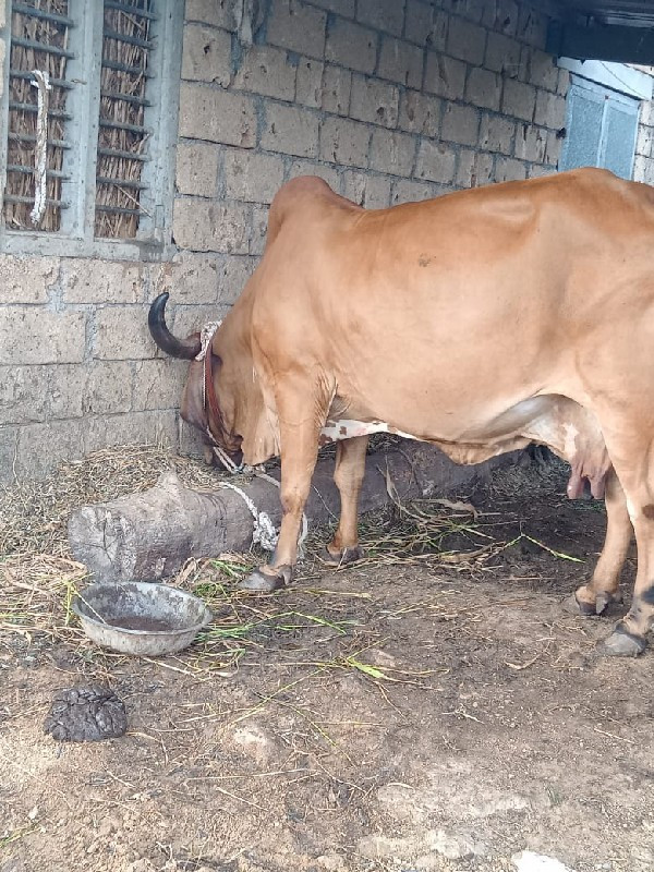 ગીર ગાય વેચવાની...