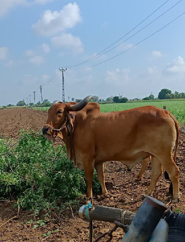 बणद  वेशवा ना छ...