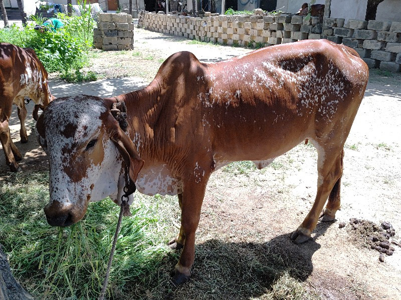 ગીર વાછડી