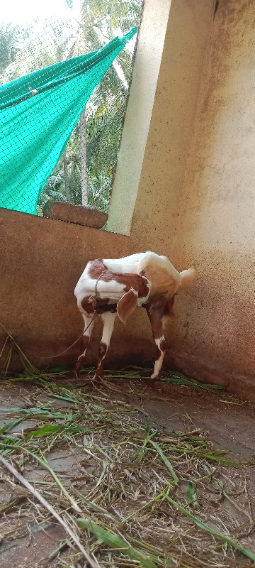 પતીરી 🐐 બકરી