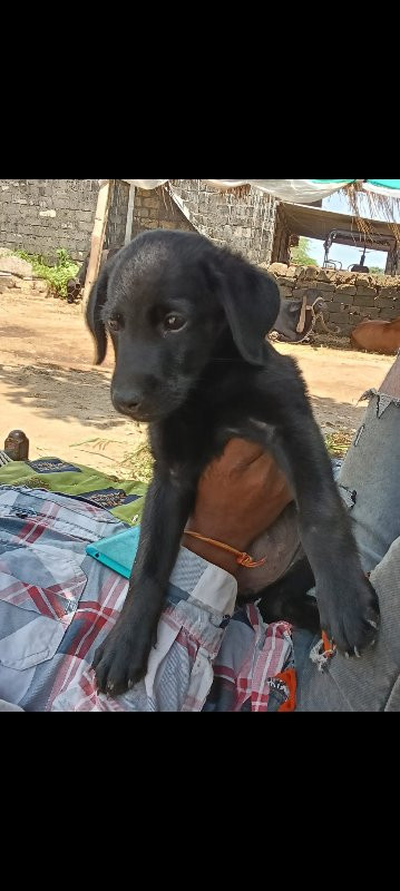 lab female sell