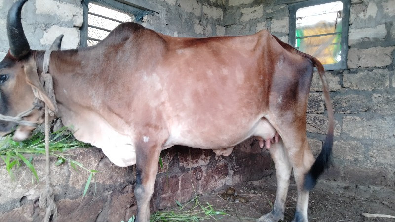 chanbu mahida મ...