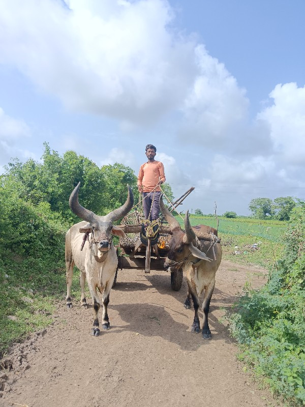 ગોઢલા