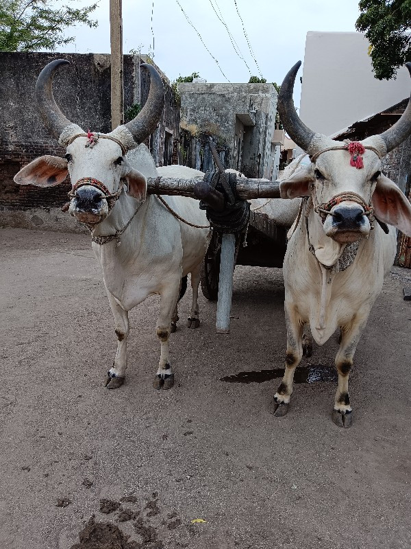 બળદ વેચવા ના છે