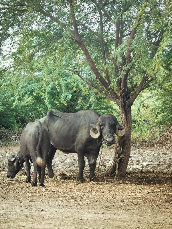 જાફરબાદી ખડાય