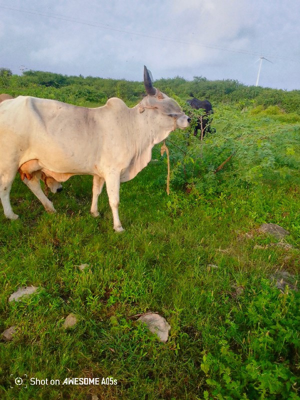 વેચવાની