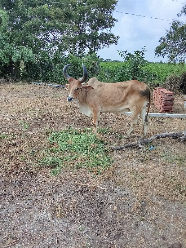 બળદ વેચવાનો છે