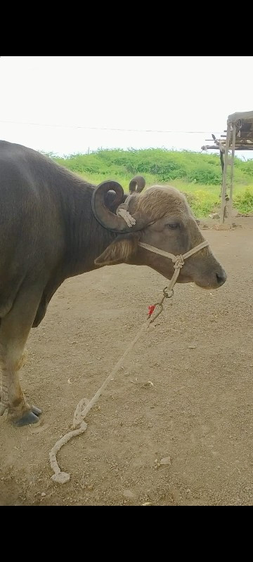 આ ભેસ વેચવાની છ...