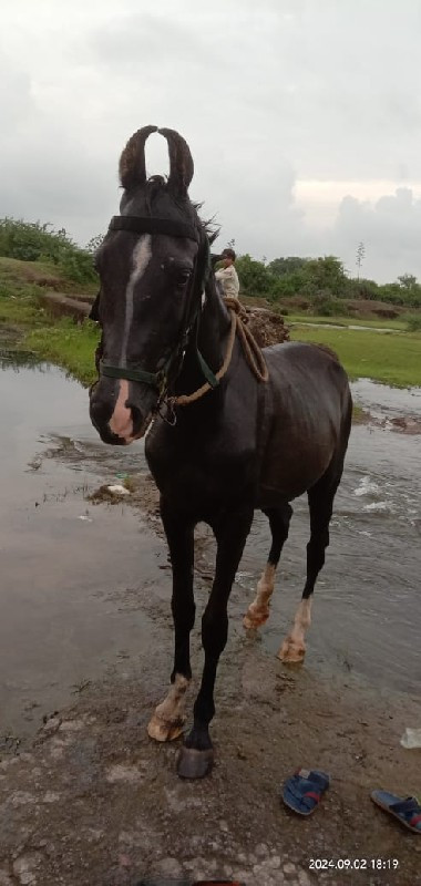 વસેરી.વેચવાની છ...