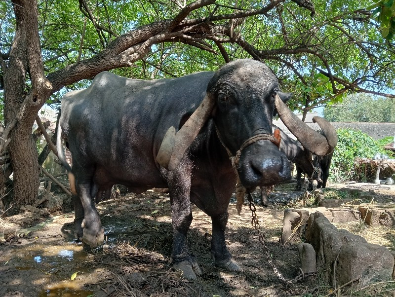 ભેંસ