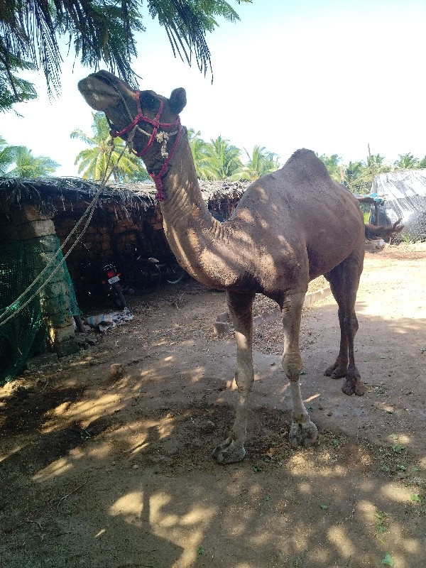 ઊટ વેચવાનું છે