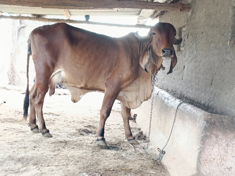 ગીર.ગાય