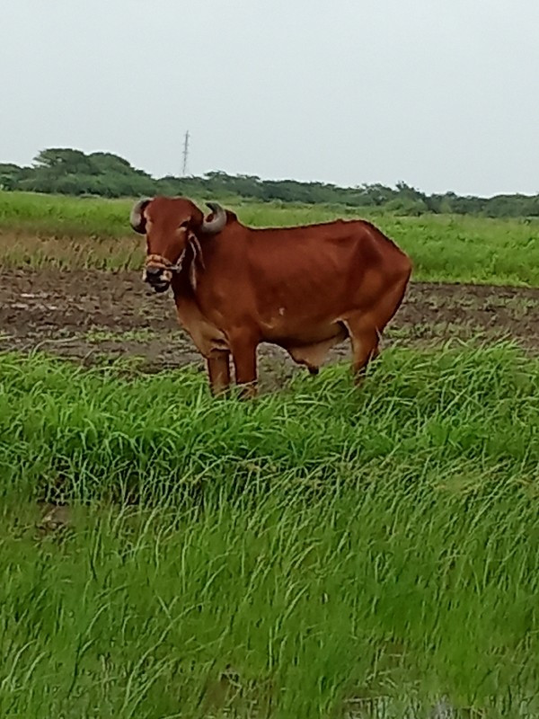 બળદવેસવાનોછે