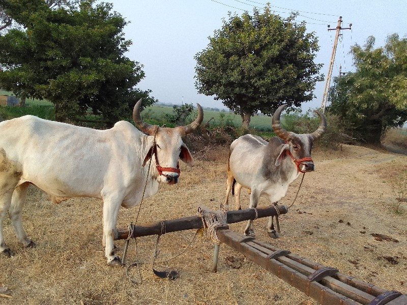 બળદ વેચવાના છે