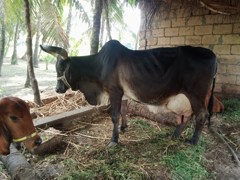 ગાય વેચવાની છે