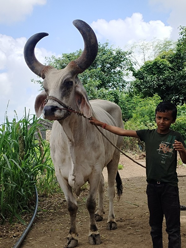 બળદ વેચવાનો છે