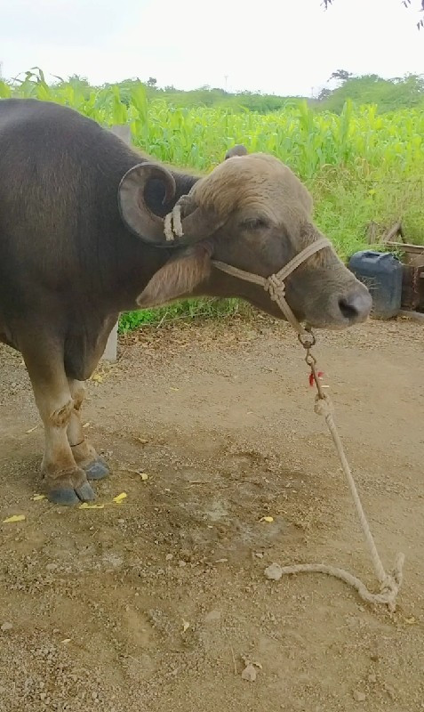 આ ભેસ વેચવાની છ...