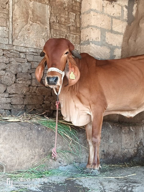 ગાય વેચવાની છે