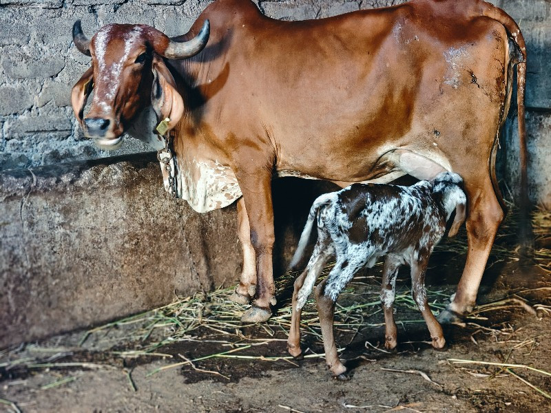 गिर गाय पांच  ब...