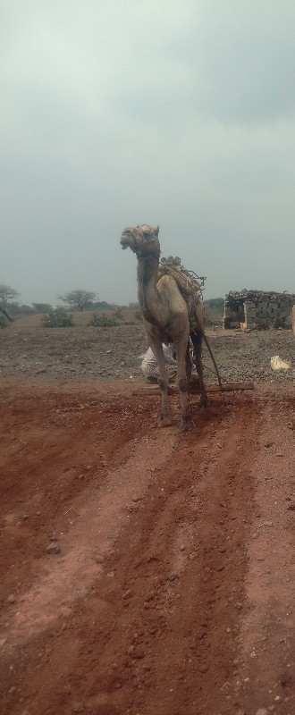 ઉટ વેચવાનો છે