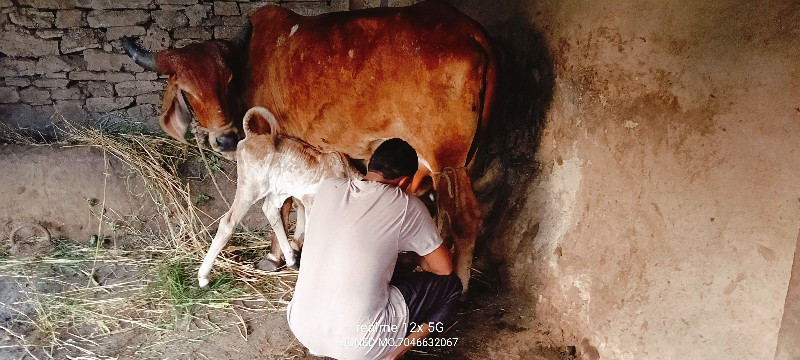 પેલું વેતર ઓડકી...