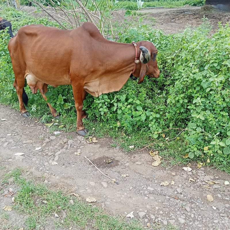 બે ગાયવેસવાની છ...