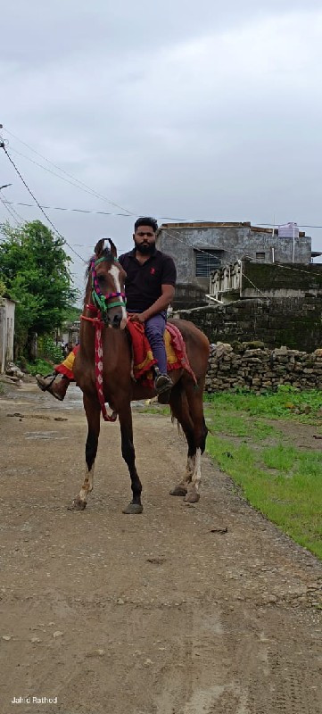 ઘોડો સાટા કરવાન...