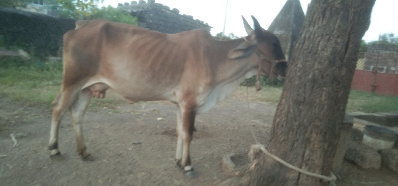 ગાય વેચવાની છે