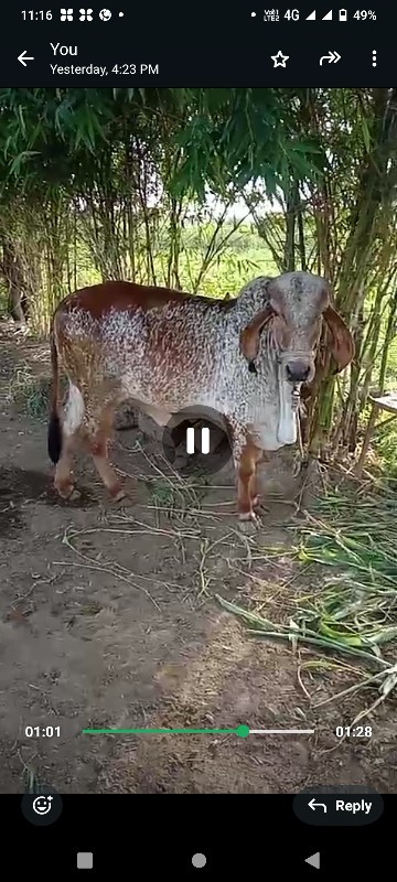 kabari gir vach...