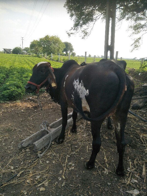 ઓળકી વેચવા ની છ...