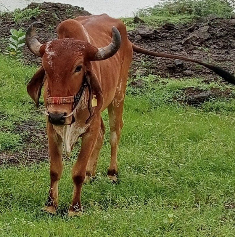 સાવ સોજો છે