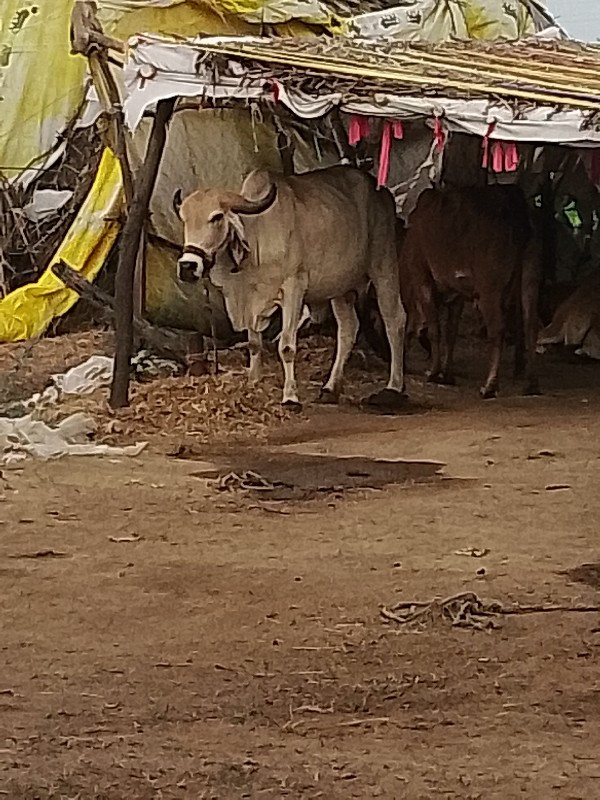 ગાયવેશવાનીછે