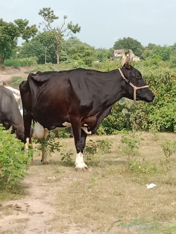 વાસડું નથી