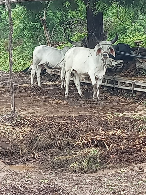 પરદેશી વઢીયારા...