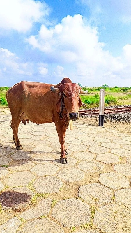 ગાય વેસવા ની છે...