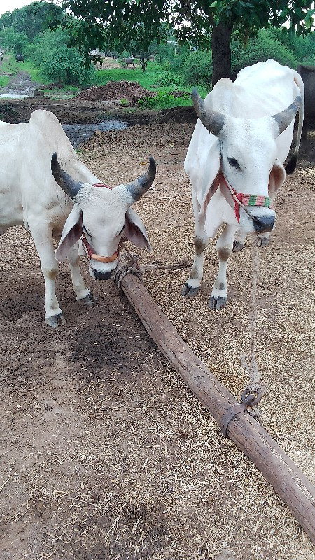 ગોઢલા વેશવાનાશે