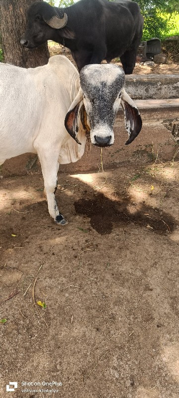 ખુટ વેચવાનો છે