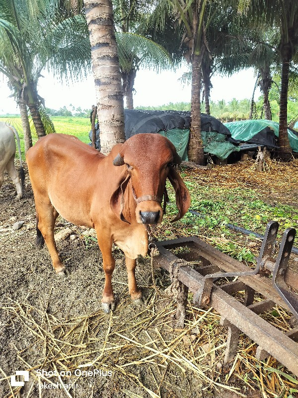 વાછડી વેચવાની છ...