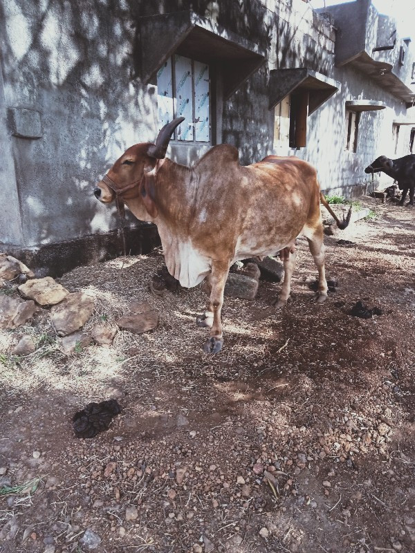 ગાય વેશવાની છે...