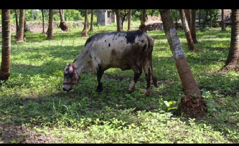 ગાય વેચવાની છે