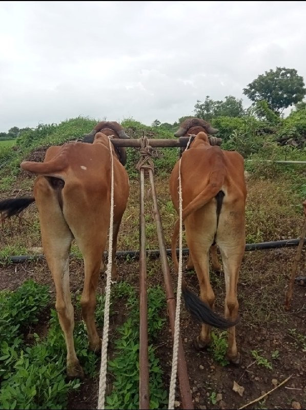 ગોધલા વેસવાનાસે