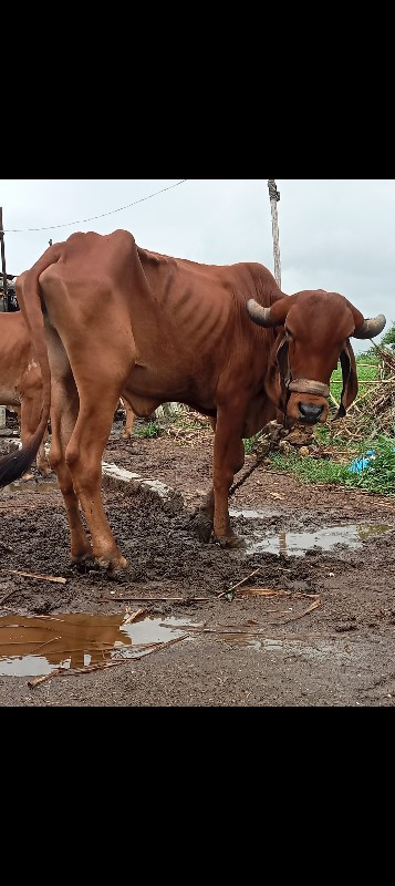 2 ગીર હોડકી  વે...