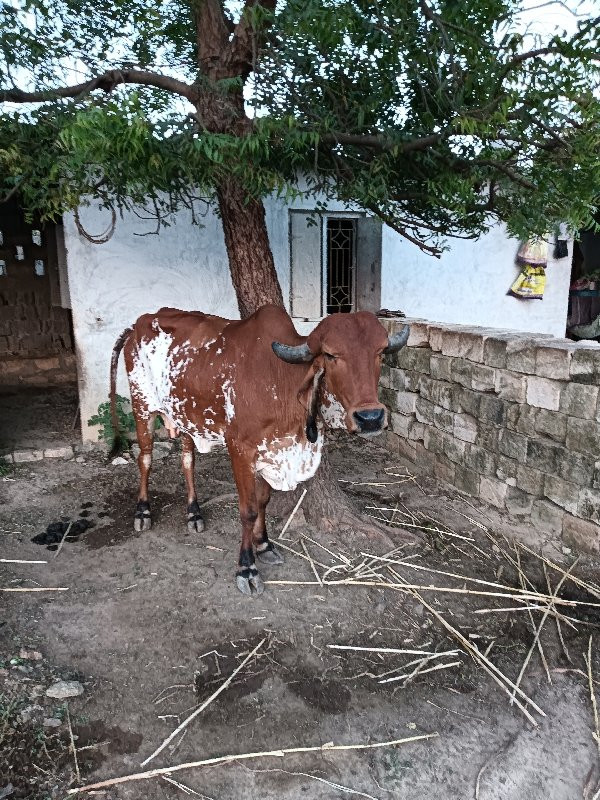 ગાય આપવા ની છે