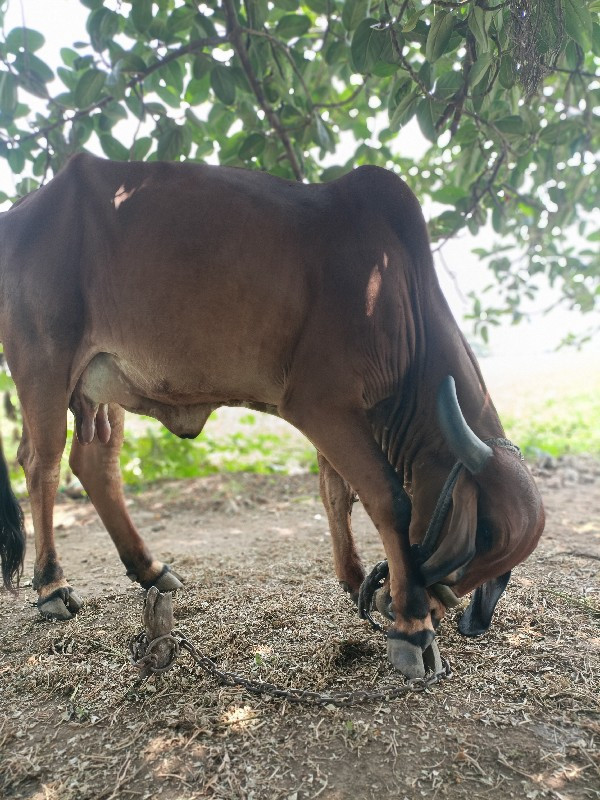 ગાય વેચવાની છે...