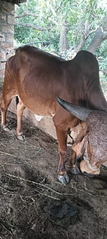 હોડકી વેચવાની છ...