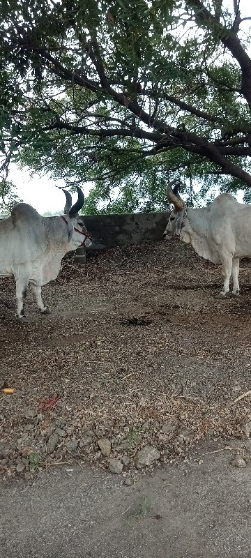 બડદ વેચવાના છે