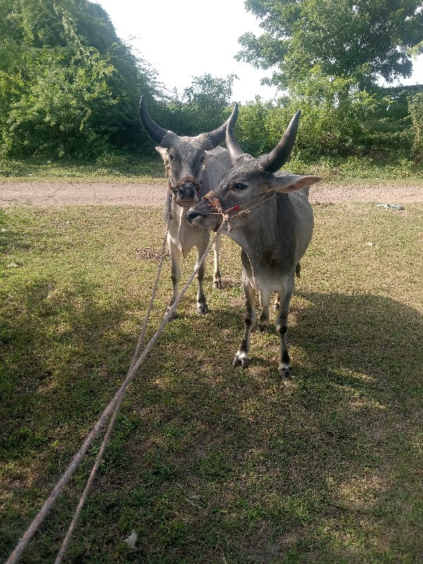 ગોઢલા