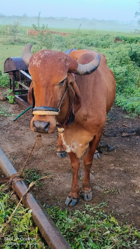 ગીર ગાય વેચવાની...