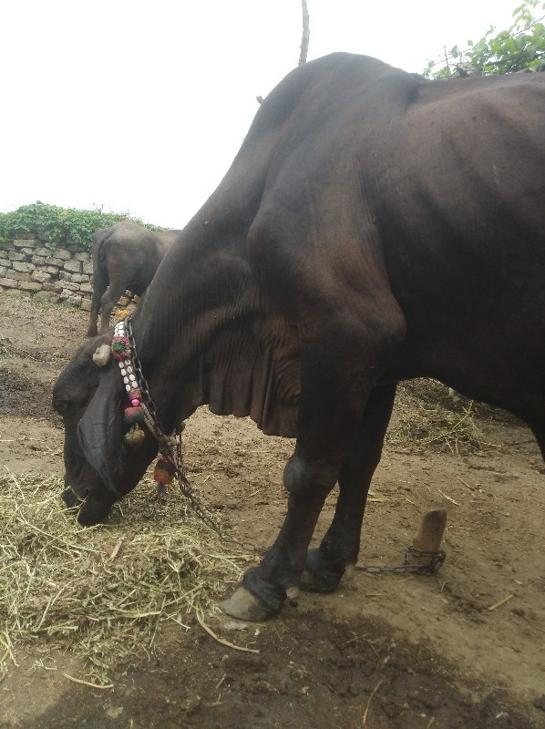 જસી  ગાય વેસવાન...