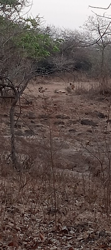 ગીર વિસ્તારમાં